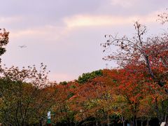 -顾村公园