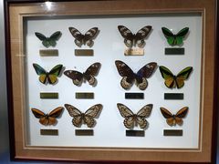 -上海昆虫博物馆