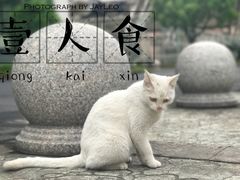 -舒蔡记生煎菜饭(云南中路店)