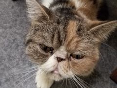 -猫色咖啡·猫咖