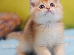 -Bastet sally猫舍购宠(静安店)