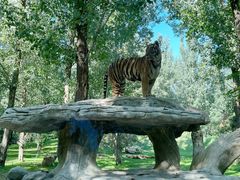 -北京野生动物园