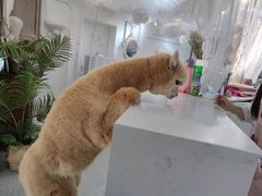 -共舞时光猫咖·狗咖(新街口店)