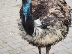 -恩格贝生态旅游区