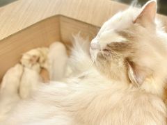 -瞄一喵猫咖(格力海岸店)