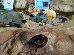 -悉尼海洋生物水族馆
