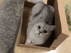 -糯米喵星人总部直营旗舰店·猫舍·幼猫出售