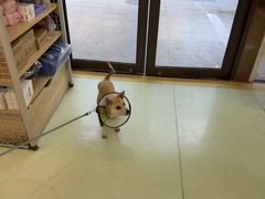 -瑞鹏宠物医院·宠保定点·心脏科·内科(御桥分院)