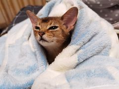 -猫大福·Fortune Cat猫舍(百子湾店)