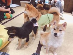-逗柴咖啡屋·狗咖猫咖宠物桌游