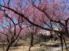 -石家庄市植物园