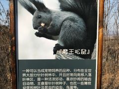 -欢乐松鼠谷
