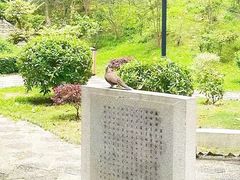 -九龙寨城公园