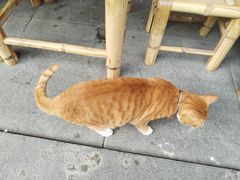 -清欢覔時