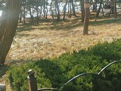 -八大关景区