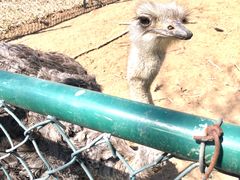 -大连铭湖国际观光牧场