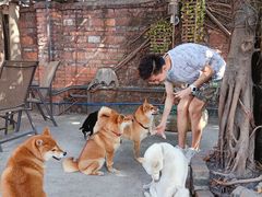 -柴犬高等学院·狗咖·柴犬售卖·宠物训练