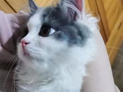 -momokira米努特·德文卷毛猫·棉花面纱犬