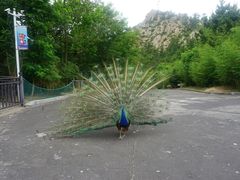 -西霞口神雕山野生动物世界