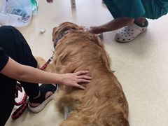 -美联众合动物医院·伴可分院·内科中心医院