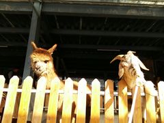 -泉州海丝野生动物世界