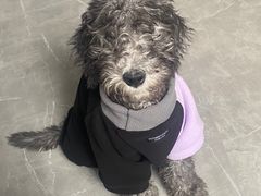 -瑞派福兴宠物医院犬猫全科·骨科·中西医结合(河东店)