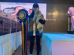 -青奢宠物·青奢猫舍