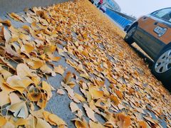 -全家便利店(莲花池东路店)