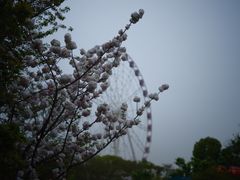 -顾村公园