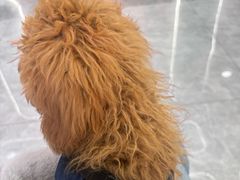 -pd派德宠物中心医院24H急重症·眼科中心·血液透析中心(嵩山北路店)