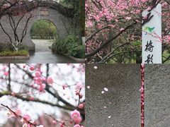 -三垟湿地