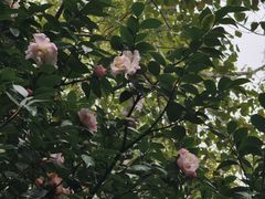 -金花茶公园
