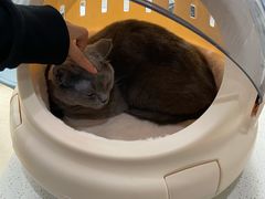 -萌兽医馆·宠物医院·猫骨科(创景店)