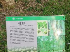 -中国科学院西双版纳热带植物园