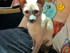 -more than meow吴止猫主题餐厅(承德 中船汇店)