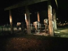 -清迈夜间动物园