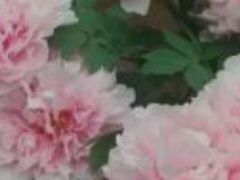 -花冠鲜花(勿忘我花店)