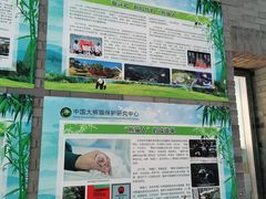 -都江堰中华大熊猫苑