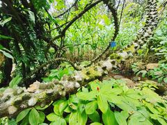 -中国科学院西双版纳热带植物园