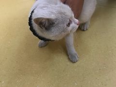 -芭比堂动物医院·犬猫全科·异宠专科(雁塔分院)