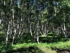 -乌兰布统景区-白桦林