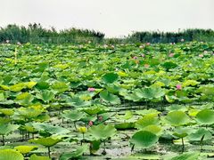 -白洋淀风景区