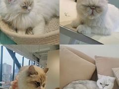 -怪兽屋·羊驼·猫咖·狗咖(俊华广场店)