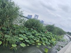 -金鸡湖景区