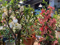 -双季花艺园艺市场(浦东店)
