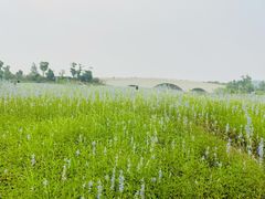 -西京湾花海