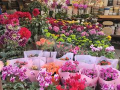 -曲阳花鸟市场(曲阳路店)