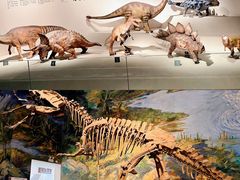 -自贡恐龙博物馆