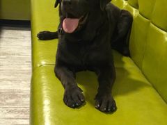 -百好乐宠物友好餐厅(朝外大街店)