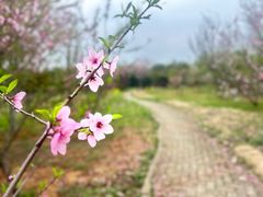 -武汉紫薇都市田园